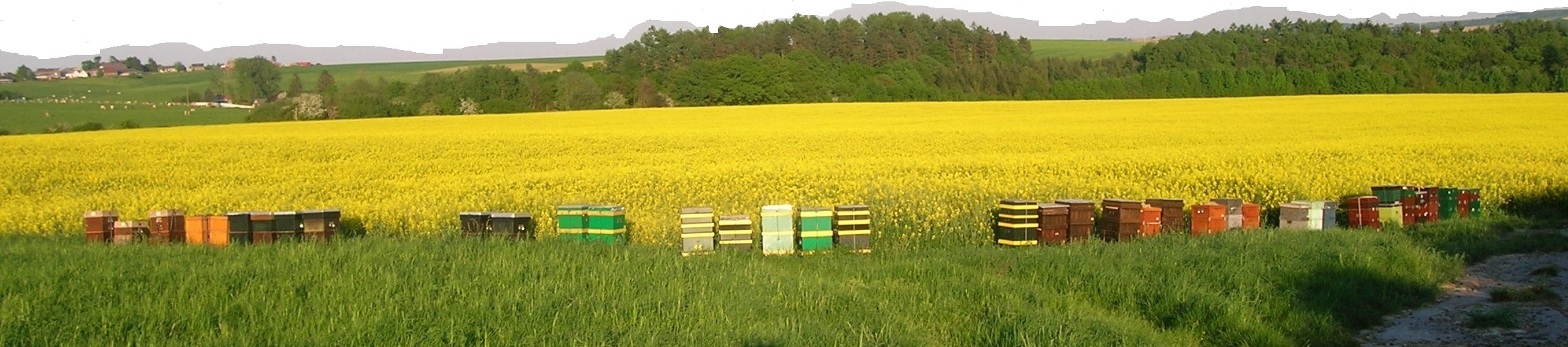 Koolzaadveld in de Ardennen